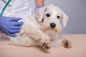veterinaria femmina esamina cagnolino con stetoscopio foto