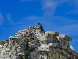 iguana su roccia tulum rovine sito maya tempio piramidi messico. foto