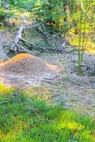 formicaio con un sacco di formiche foresta naturale germania. foto