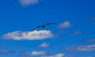fregat uccelli stormo volare cielo blu sullo sfondo contoy isola del messico. foto