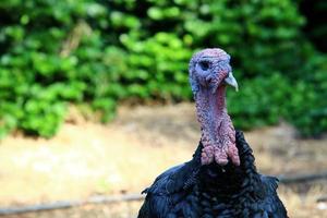 un grosso tacchino vive in un parco cittadino. foto