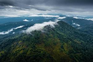 foresta e alberi verdi dopo la pioggia foto