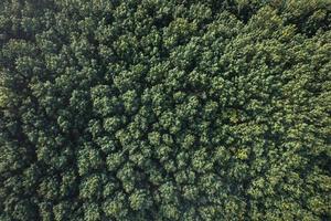 vista aerea dell'albero e della foresta verdi dell'estate con una strada foto