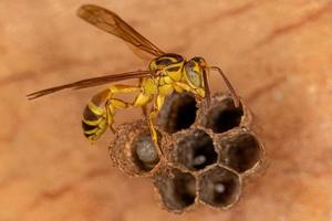 vespa di carta adulta a vita lunga foto