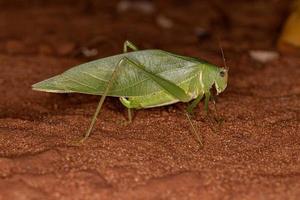 katydid adulto con ali angolari foto