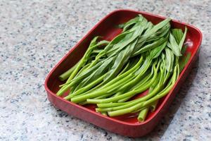 gloria mattutina cinese verde fresca tritata mentre la verdura tailandese veniva servita nel ristorante shabu o sukiyaki su un piatto rosso. foto