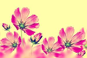 cosmo di fiori luminosi e colorati. sfondo floreale foto