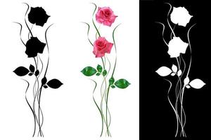 boccioli di fiori di rose isolati su sfondo bianco foto