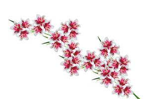 giglio fiore isolato su sfondo bianco. foto