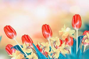 fiori primaverili luminosi e colorati narcisi e tulipani foto