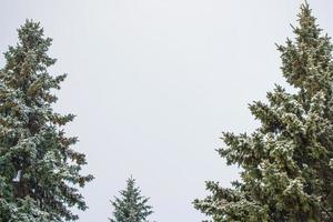 foresta invernale ghiacciata con alberi innevati. foto