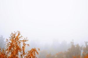 paesaggio autunnale con fogliame colorato brillante. estate indiana. foto