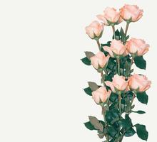 cinque rose su sfondo bianco. sfondo floreale foto