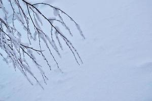 foresta invernale ghiacciata con alberi innevati. foto