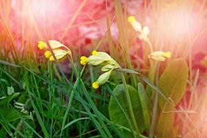 fiori su uno sfondo del paesaggio primaverile. foto