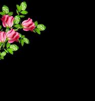 boccioli di fiori di rose isolati su sfondo nero foto