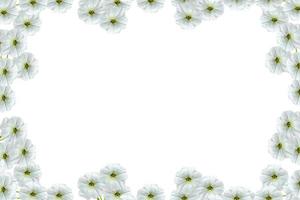 lavatera isolato su sfondo bianco. fiore luminoso foto