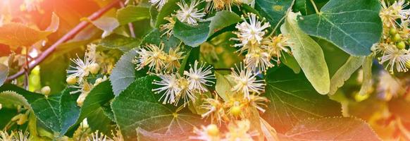 rametto di tiglio in fiore sullo sfondo del paesaggio primaverile. foto