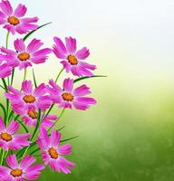 fiori di margherita su sfondo blu cielo foto