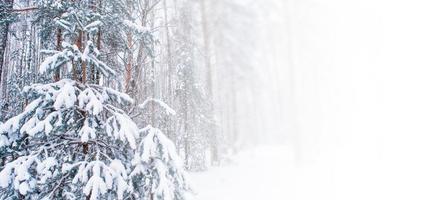 foresta invernale ghiacciata con alberi innevati. foto