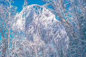 foresta invernale ghiacciata con alberi innevati. foto