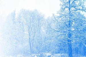 foresta invernale ghiacciata con alberi innevati. foto