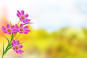 cosmo colorato fiori su uno sfondo di paesaggio estivo. foto