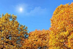 paesaggio autunnale con fogliame colorato brillante. estate indiana. foto