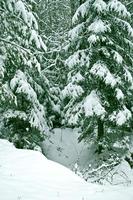 paesaggio invernale. alberi innevati foto