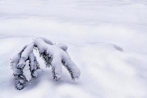 foresta nel gelo. paesaggio invernale. alberi innevati. foto