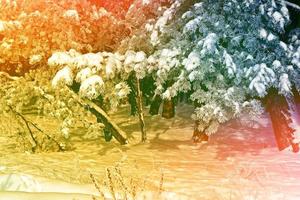 nevicata. foresta invernale ghiacciata con alberi innevati. foto