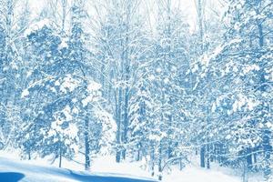 foresta invernale ghiacciata con alberi innevati. foto