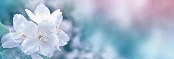 gelsomino bianco il ramo fiori primaverili delicati foto