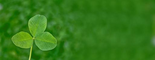 foglie di trifoglio verde su uno sfondo paesaggio estivo foto
