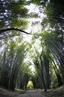 giungla di bambù foto