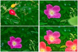 cespuglio di una rosa canina su uno sfondo di un paesaggio estivo foto