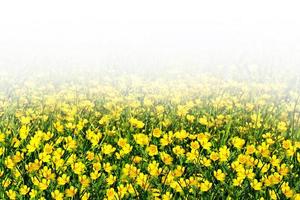 prato fiorito con ranuncoli di fiori di campo foto