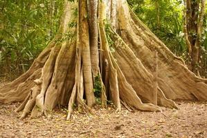 albero della giungla amazzonica foto