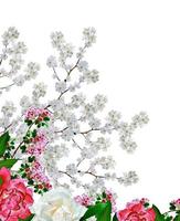 ramo di fiori di mela bianca isolato su sfondo bianco foto