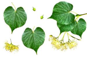 rametto di fiori di tiglio isolati su sfondo bianco. foto