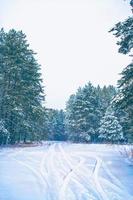 foresta invernale con alberi innevati. foto