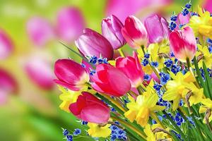 fiori primaverili narcisi e tulipani foto