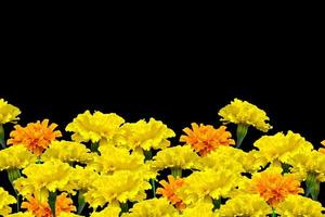 calendule di fiori colorati luminosi isolati su sfondo nero foto