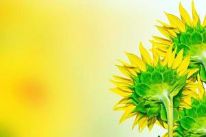 bellissimo campo di girasoli in estate. foto