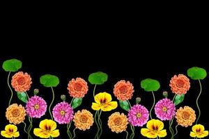 petunie isolate su sfondo nero. fiori colorati. foto
