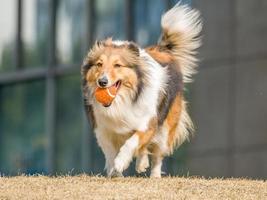 cane, cane da pastore shetland in esecuzione con palla in bocca foto