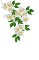 fiore bianco gelsomino isolato su sfondo bianco foto