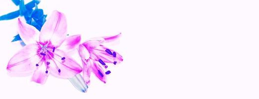 fiori di giglio colorati luminosi. sfondo floreale. foto