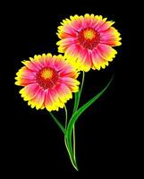 bouquet di fiori colorati di gaillardia. fiori delicati isolati su sfondo nero foto