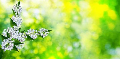 paesaggio primaverile. ramo profumato di bellissimi fiori lilla. foto